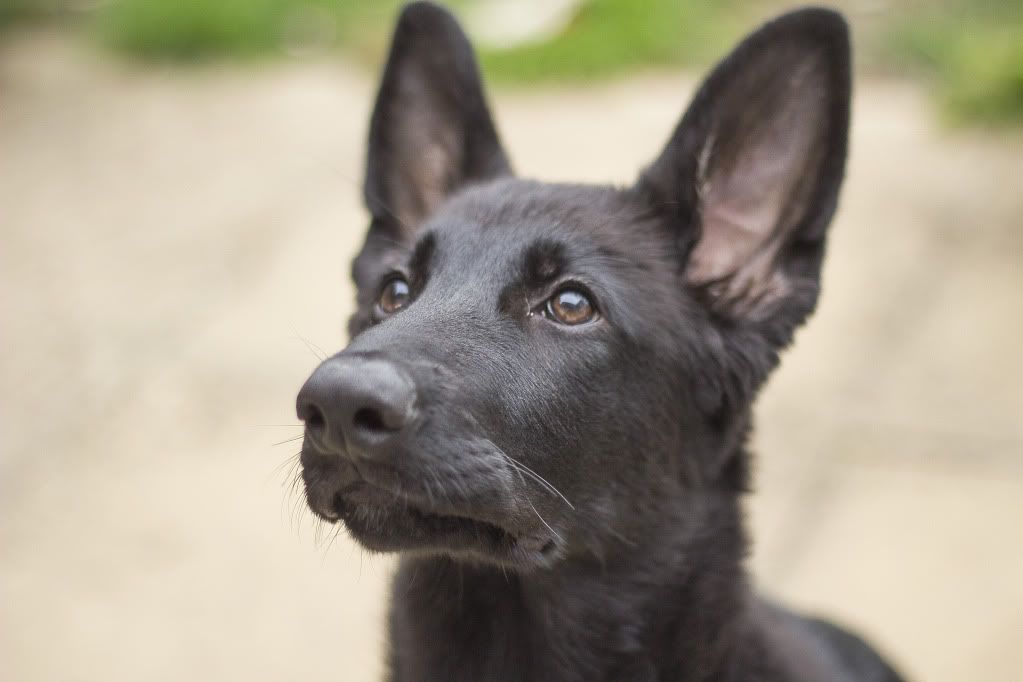 IMAGE: http://i1246.photobucket.com/albums/gg601/Carldh/Sheeba/IMG_8113.jpg