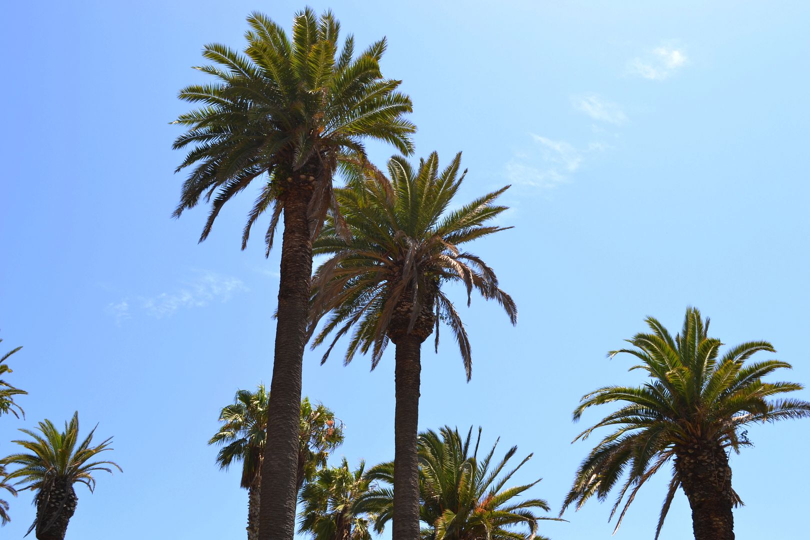 photo PalmTrees_zps770c450c.jpg