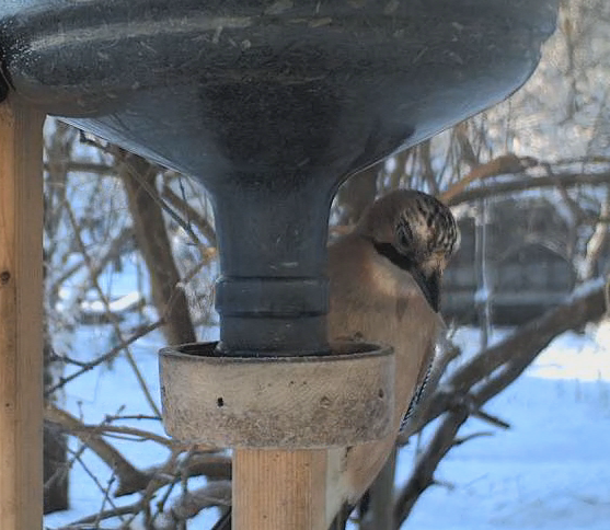 Small Bird Feeder Webcam Forum 2014 Page 14 Looduskalender