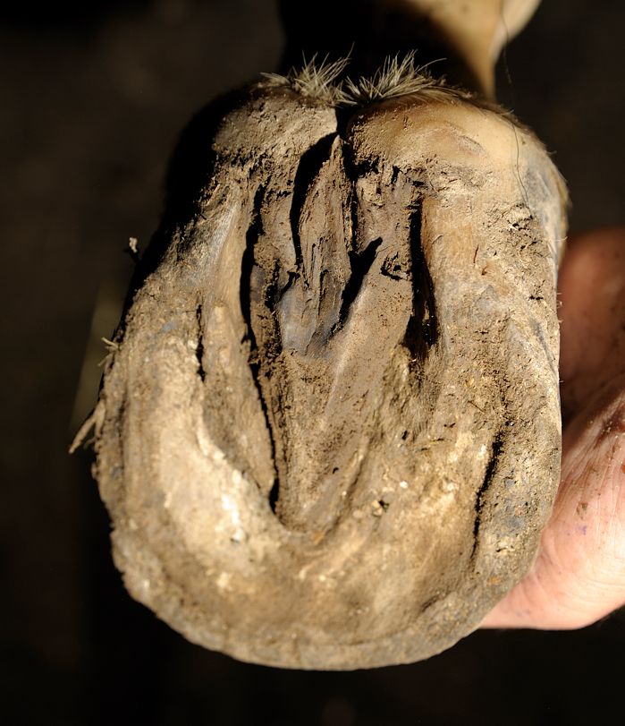 Top 98+ Images Thrush In Horses Feet Pictures Completed 10/2023