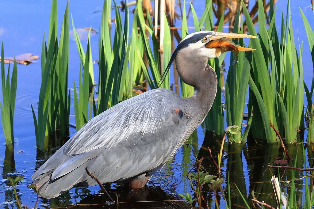 IMAGE: http://i1246.photobucket.com/albums/gg607/squirl036/Great%20Blue%20Heron_zpsgfwyf5m4.jpg