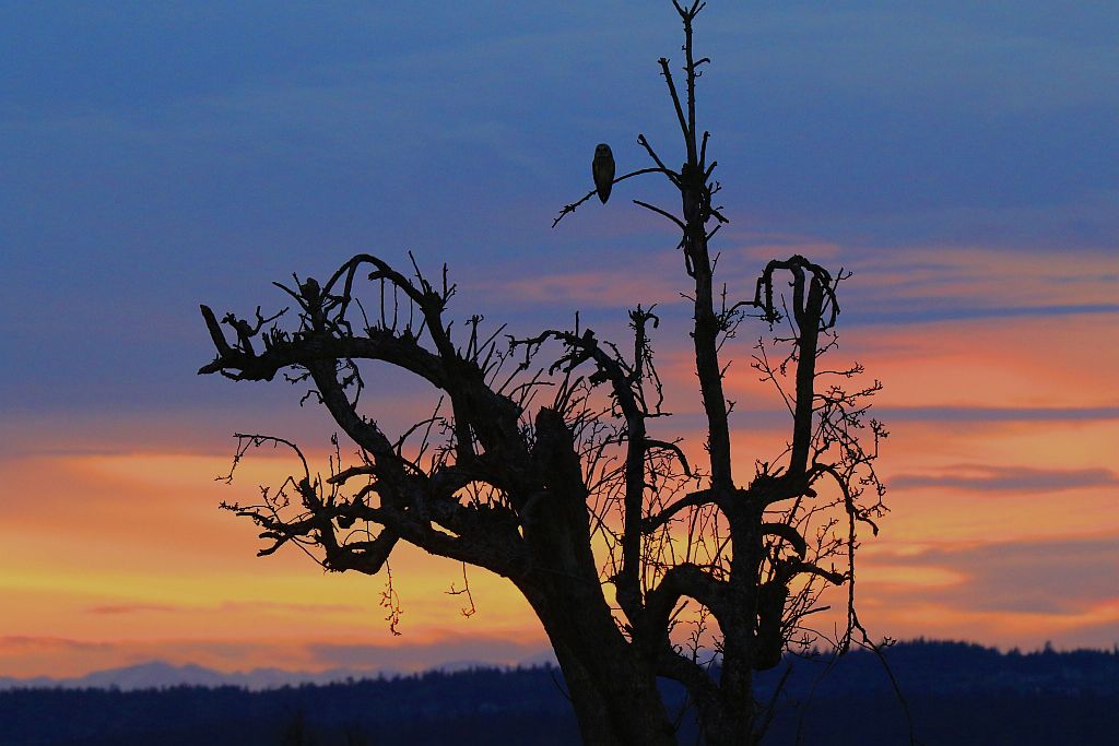 IMAGE: http://i1246.photobucket.com/albums/gg607/squirl036/IMG_0086%20sm_zpsng5yrror.jpg