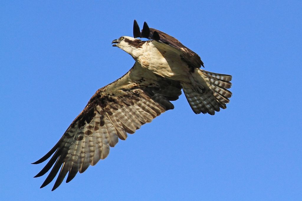 IMAGE: http://i1246.photobucket.com/albums/gg607/squirl036/IMG_0105cropsm_zps9901b25a.jpg