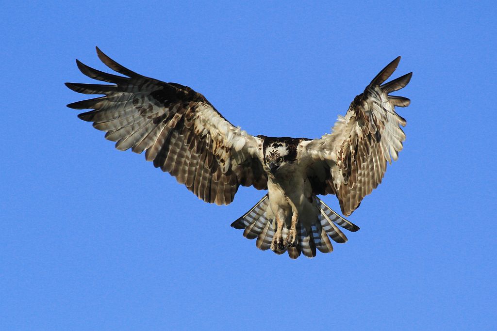 IMAGE: http://i1246.photobucket.com/albums/gg607/squirl036/IMG_0127cropsm_zps46765b3a.jpg