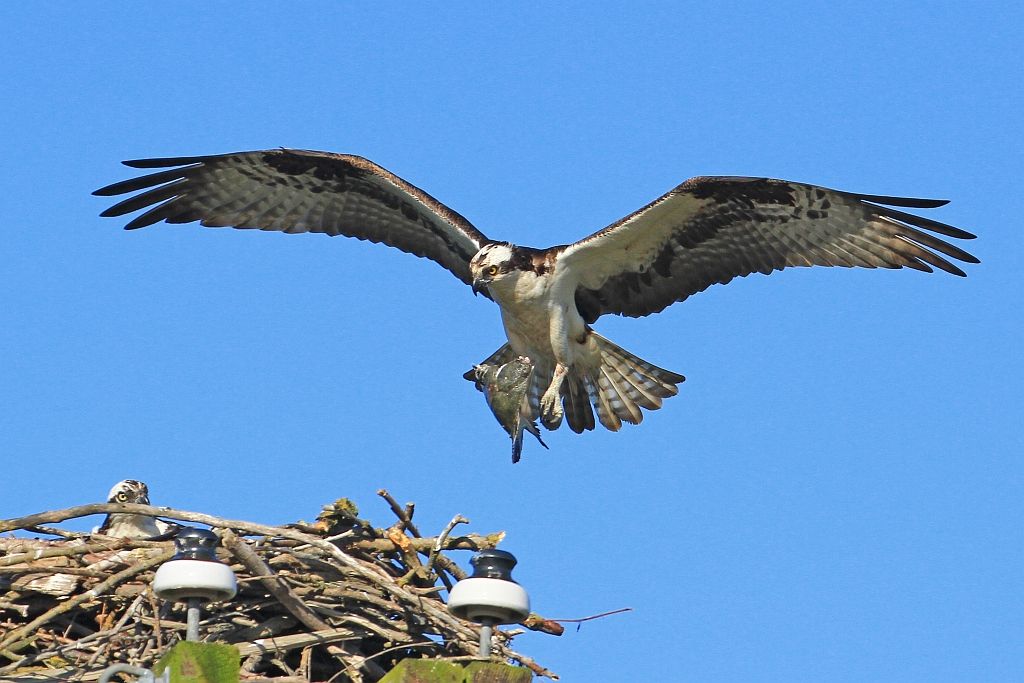 IMAGE: http://i1246.photobucket.com/albums/gg607/squirl036/IMG_0192cropsm_zpsde648a88.jpg