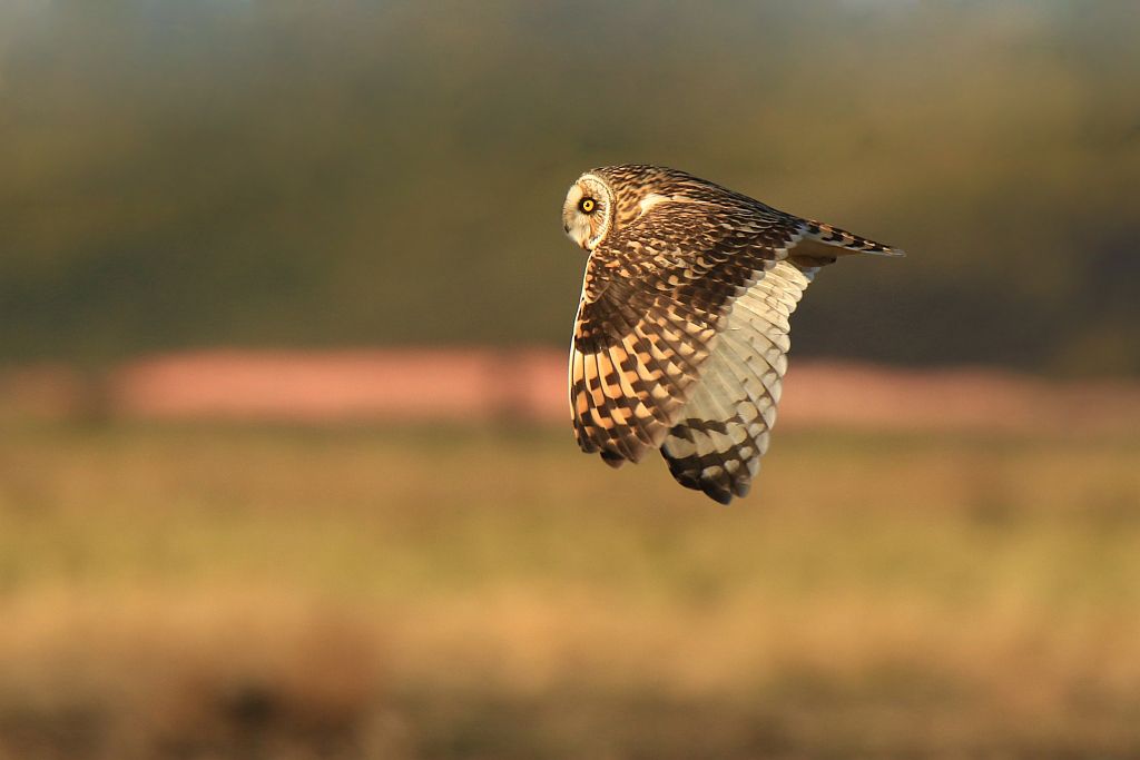 IMAGE: http://i1246.photobucket.com/albums/gg607/squirl036/IMG_0740%20crop%20sm_zpsdhcwuons.jpg