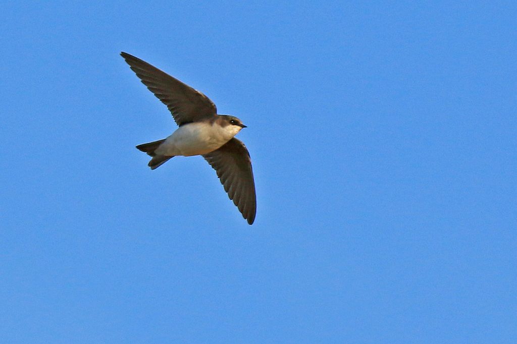 IMAGE: http://i1246.photobucket.com/albums/gg607/squirl036/IMG_6283%20crop%20sm_zpsmi7mgk4f.jpg