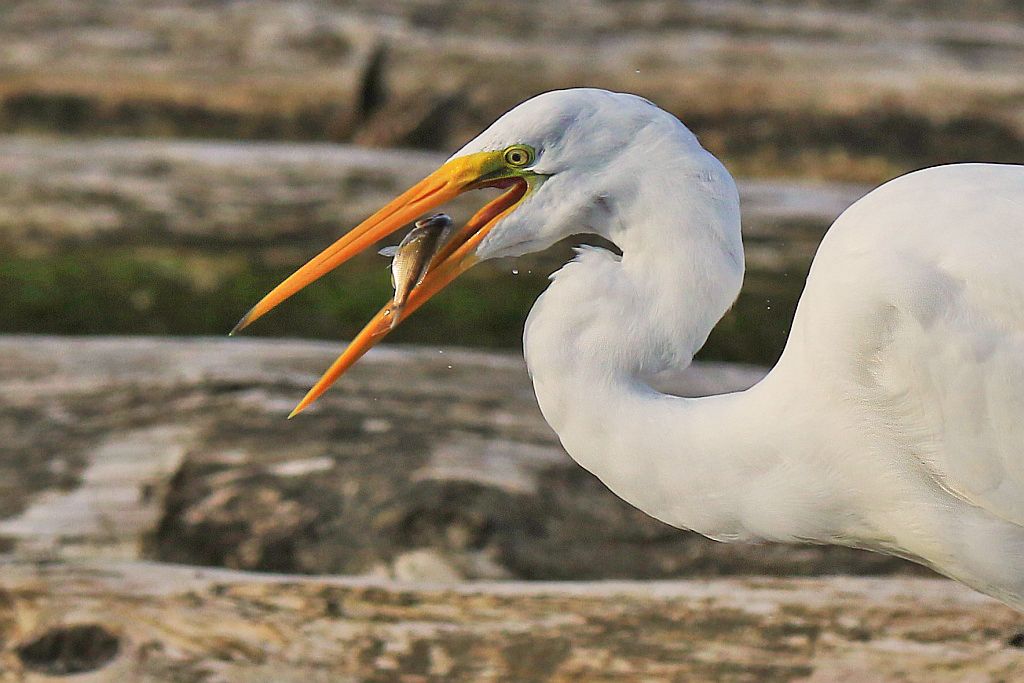 IMAGE: http://i1246.photobucket.com/albums/gg607/squirl036/IMG_7639%20crop%20sm_zpsxpdsmrhj.jpg