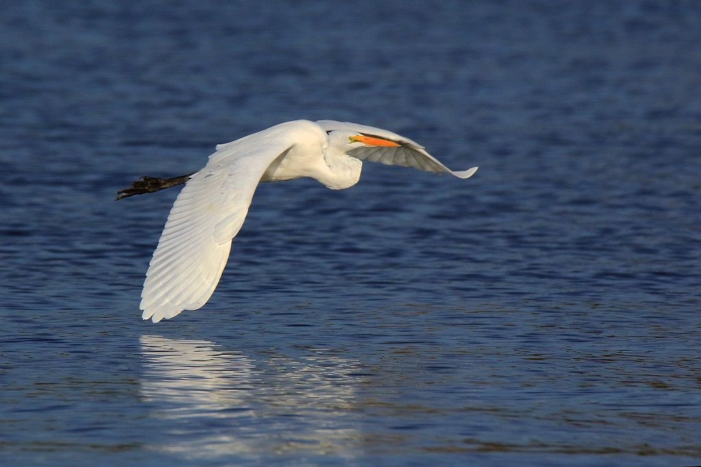 IMAGE: http://i1246.photobucket.com/albums/gg607/squirl036/IMG_8128%20crop%20sm_zps5ghr3haa.jpg