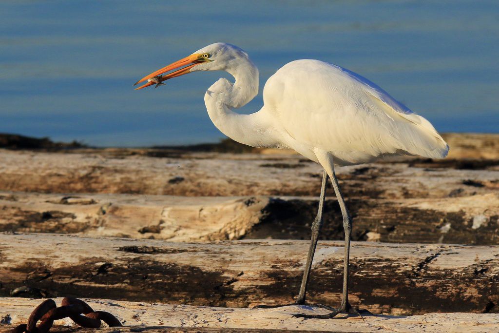 IMAGE: http://i1246.photobucket.com/albums/gg607/squirl036/IMG_8254%20crop%20sm_zps4m53eu7k.jpg