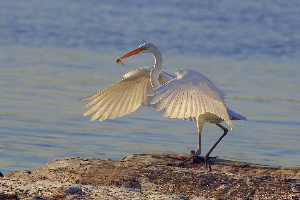 IMAGE: http://i1246.photobucket.com/albums/gg607/squirl036/IMG_8327%20crop_1%20sm_zpsipvhoopq.jpg