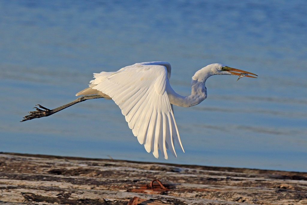 IMAGE: http://i1246.photobucket.com/albums/gg607/squirl036/IMG_8337%20crop%20sm_zpsqlfcd8bm.jpg