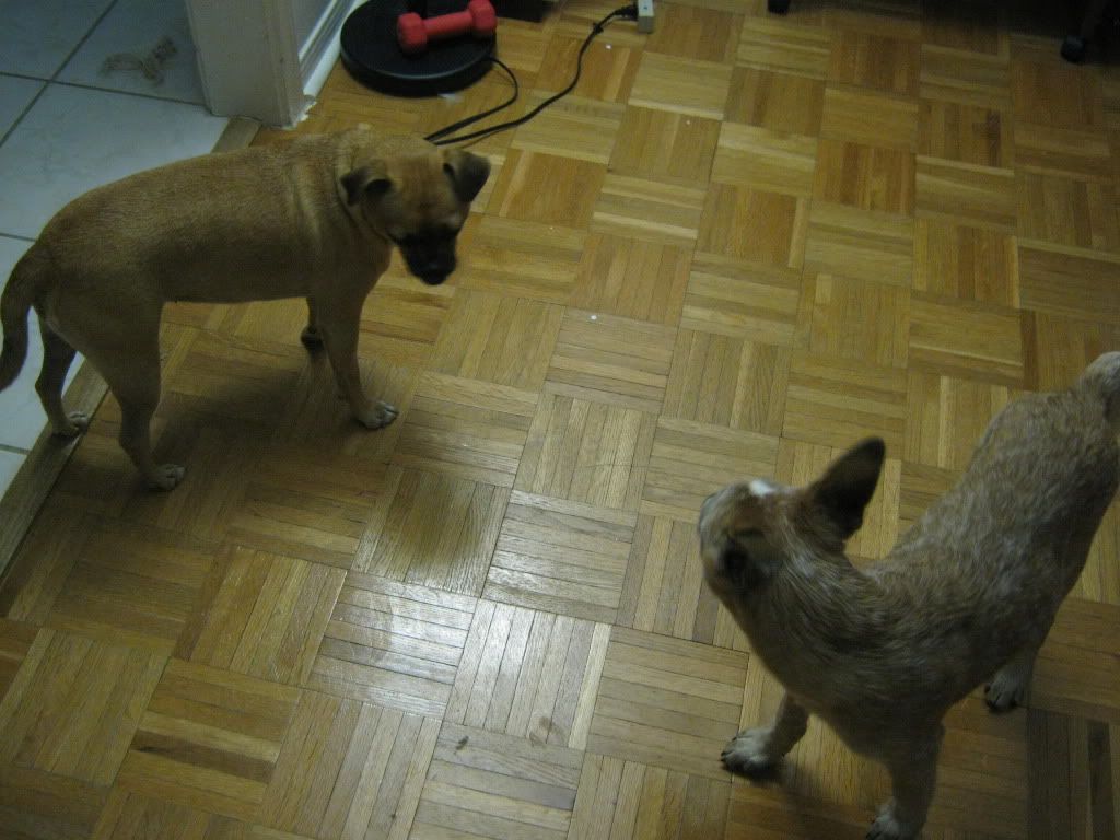 louies dogs louie the australian cattle louies dogs louie the australian cattle