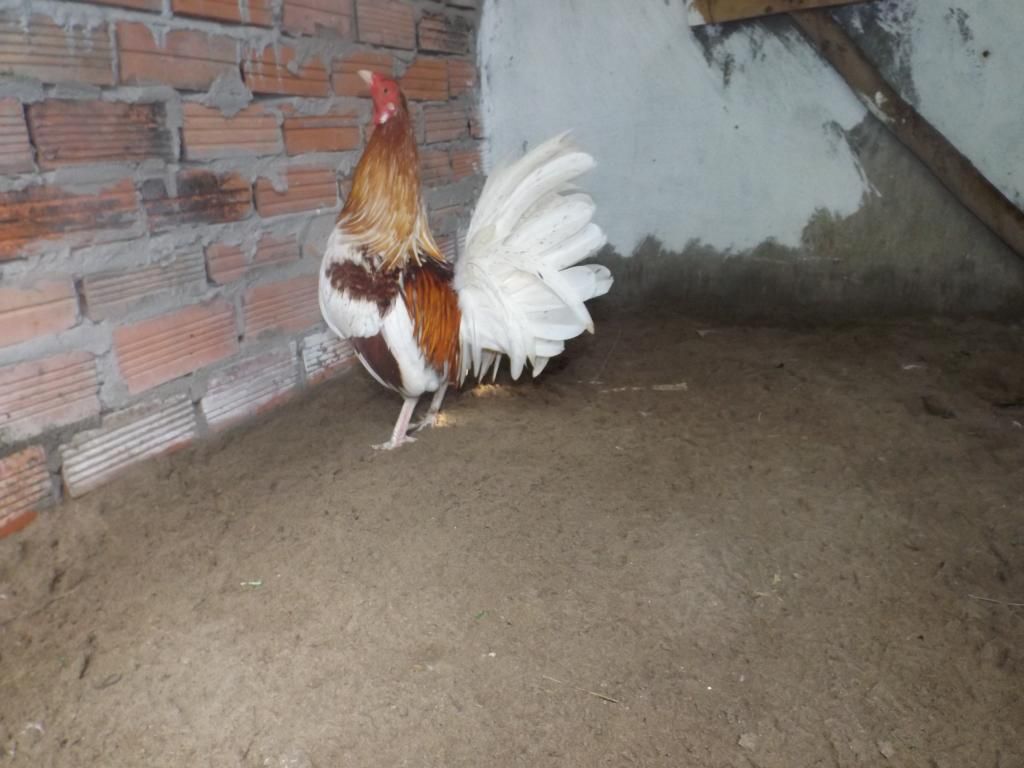 Gà tre mĩ bướm - 1