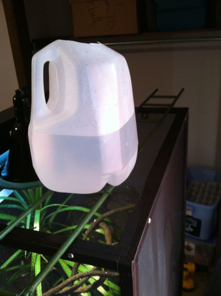 My dripper and drainage stand. Chameleon Forums