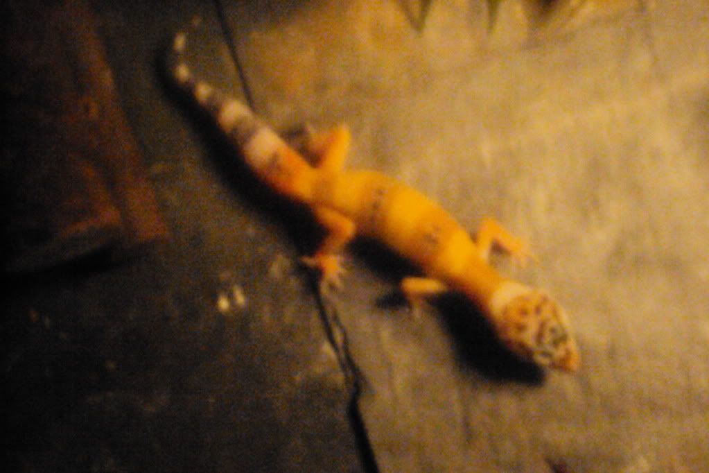 DSC04519.jpg