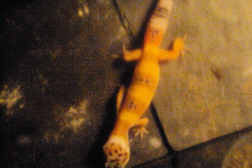 DSC04520.jpg