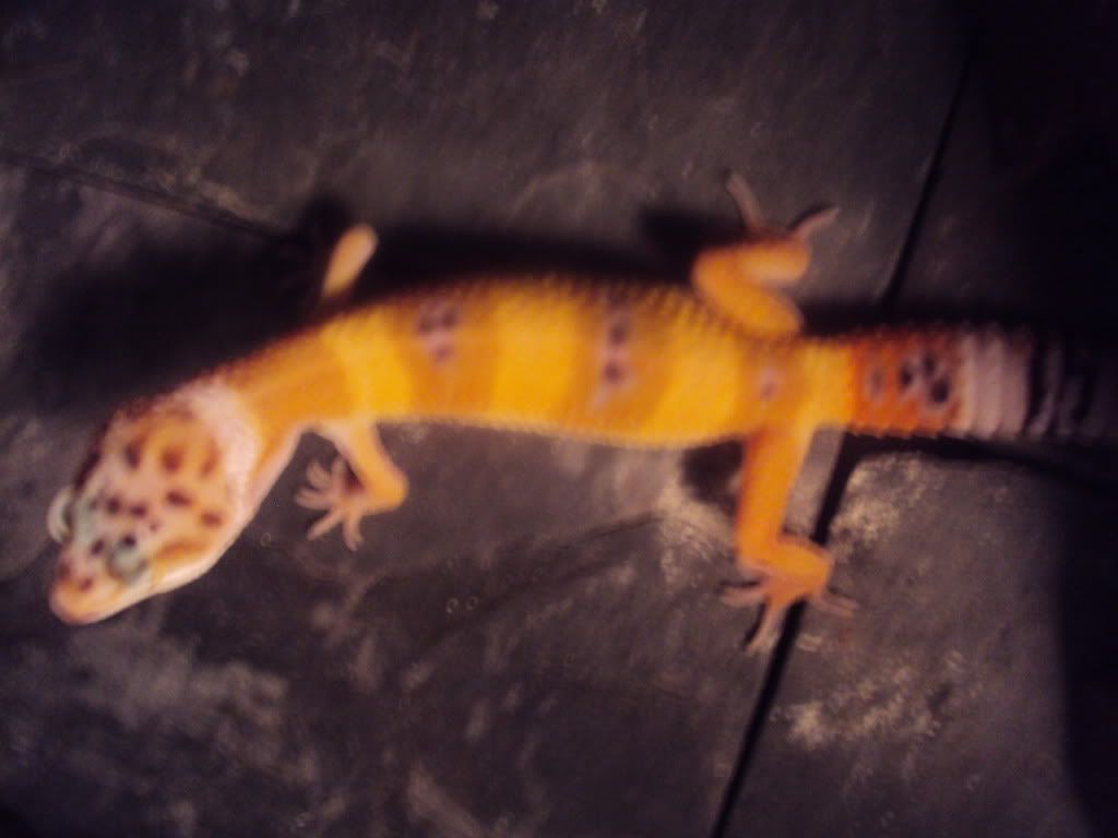 DSC04549.jpg
