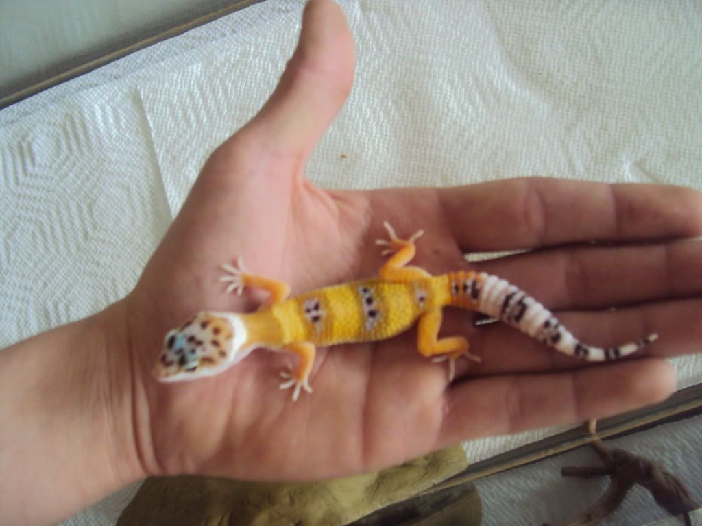 gecko123.jpg