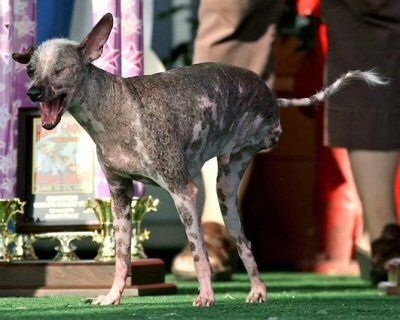 gus-the-ugly-3-legged-dog.jpg