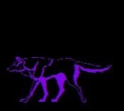Wolf.jpg