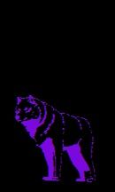 wolf4.jpg