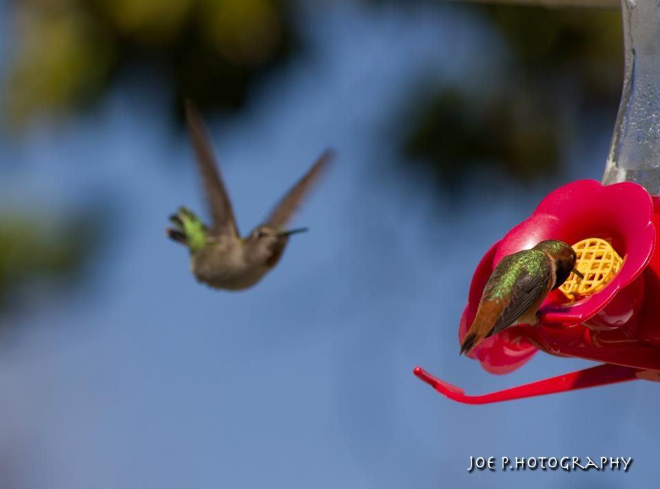 IMAGE: http://i1246.photobucket.com/albums/gg619/jpappilli/261374_566053356747503_1380271407_n_zpsd1f0dff3.jpg