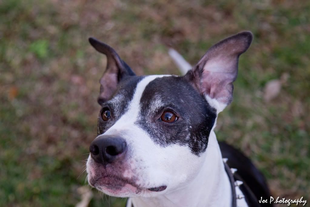 IMAGE: http://i1246.photobucket.com/albums/gg619/jpappilli/IMG_2117.jpg