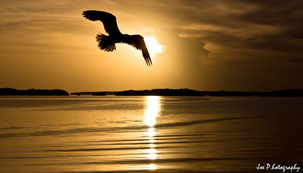 IMAGE: http://i1246.photobucket.com/albums/gg619/jpappilli/NoFlock.jpg