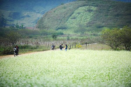 thung lũng hoa cải trắng