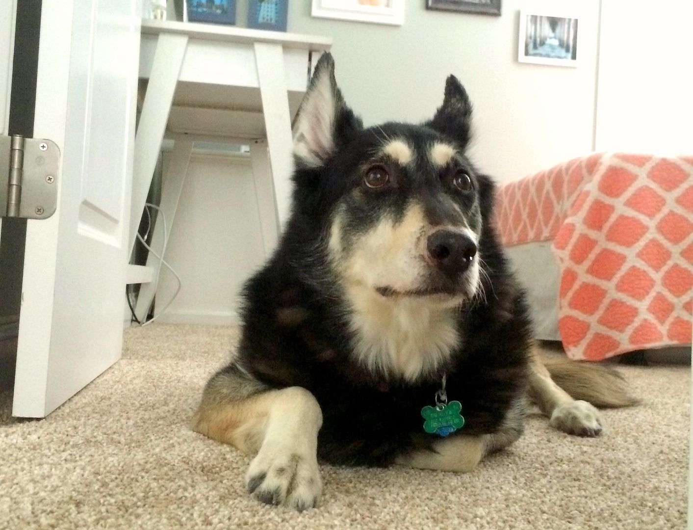photo Hey Hollywood Hollys Dog_zpsjwwi9onz.jpg