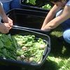  photo Cleaning off radish.jpg