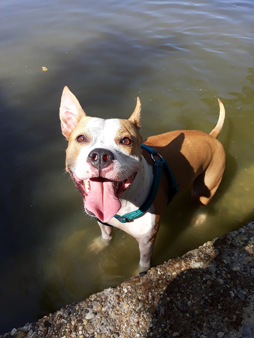 Šťastná Molly vo vode