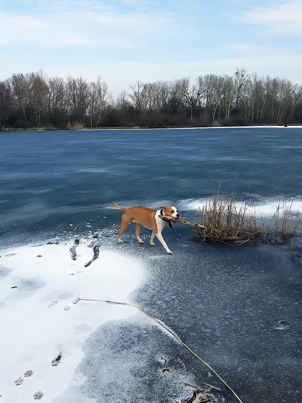 Molly na zamrznutom jazere