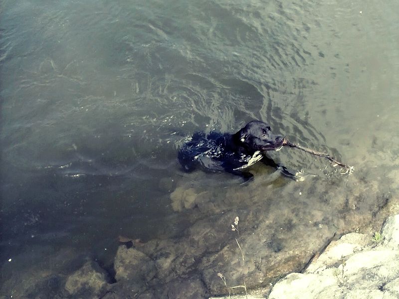 Pes vo vode