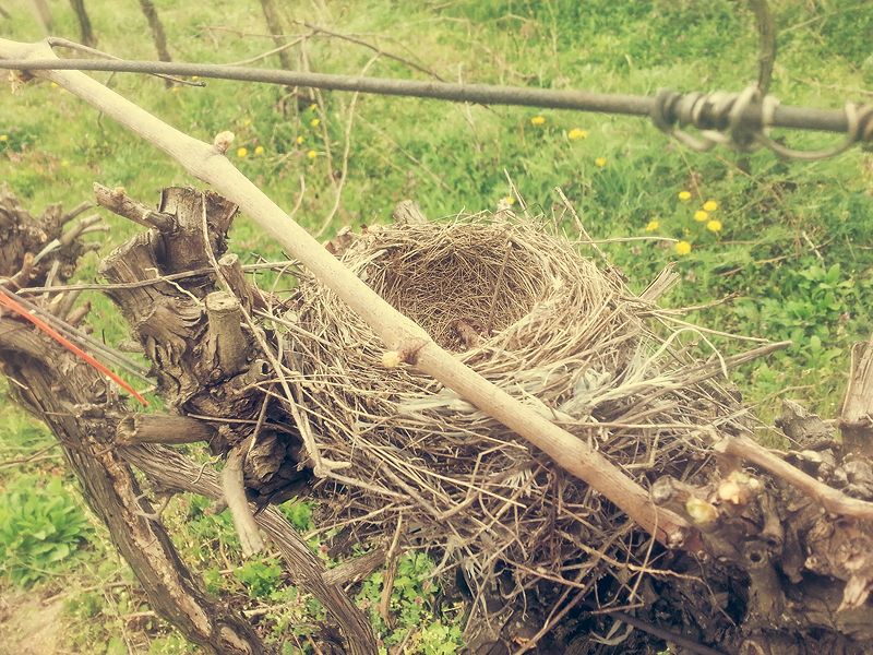 Opustené vtáčie hniezdo vo vinohrade