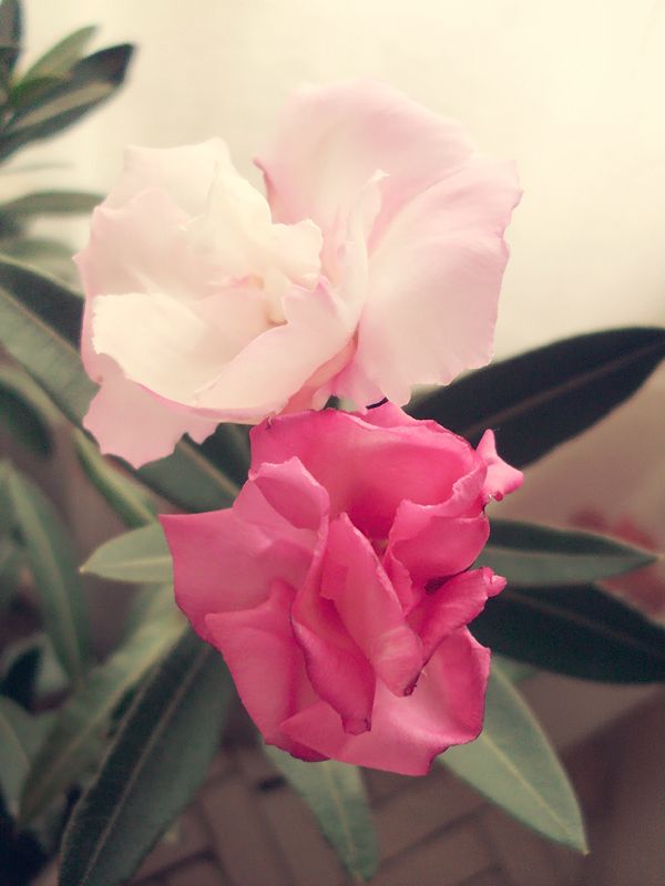 Biely a ružový oleander