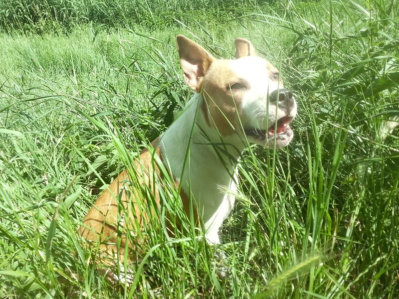 Molly v tráve