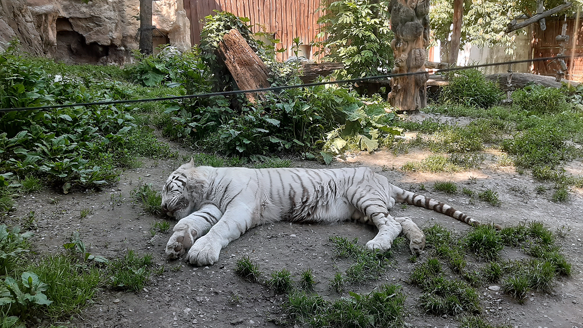 Bratislavský biely tiger