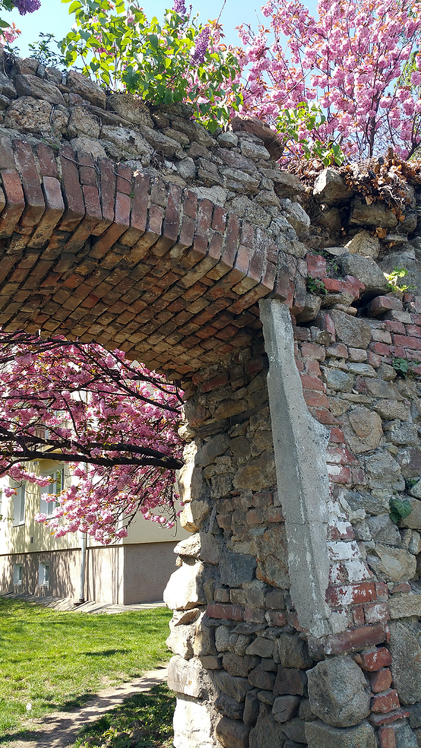 Pezinské hradby s rozkvitnutou čerešňou
