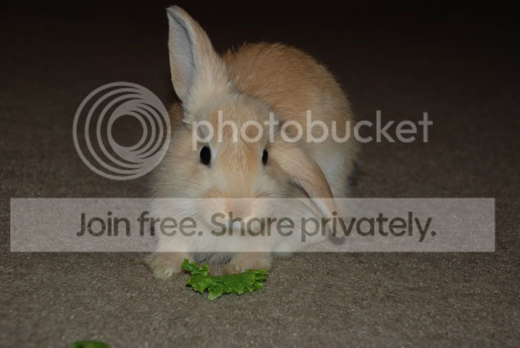Bunny's ear has suddenly flopped? | Rabbits Online Pet Rabbit & Bunny Forum